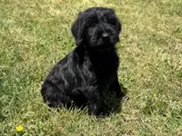 Dejan(Champion Import Parents), a female Giant Schnauzer for sale in Locust Grove, OK – 1 of 2