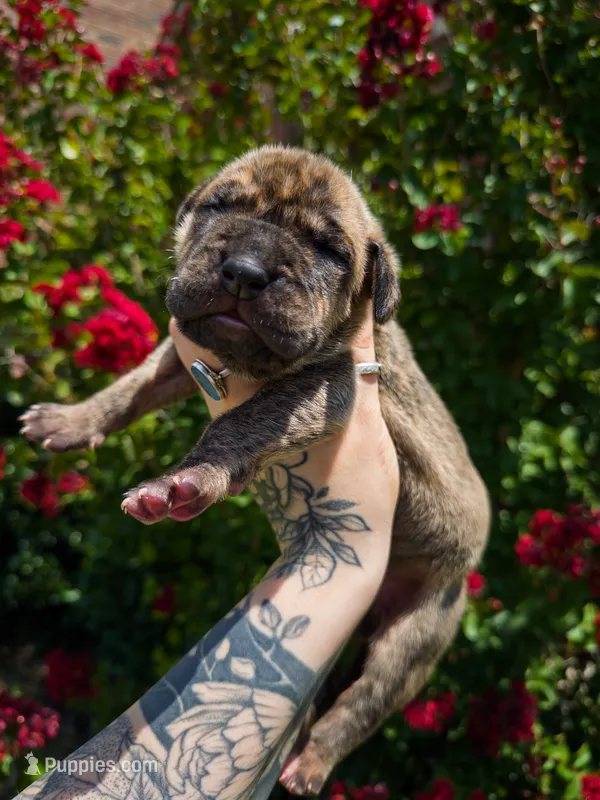 Vegas(Euro Brindle Male) – Great Dane puppy for sale in Locust Grove, OK