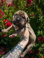 Vegas(Euro Brindle Male), a male Great Dane for sale in Locust Grove, OK – 1 of 2