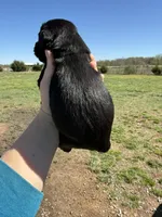 Dejan(Champion Import Parents), a male Giant Schnauzer for sale in Locust Grove, OK – Photo 3 of 3