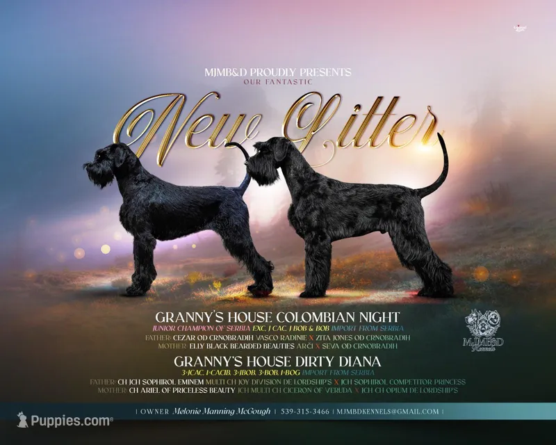 Champion Parents Import – Giant Schnauzer puppy for sale in Locust Grove, OK