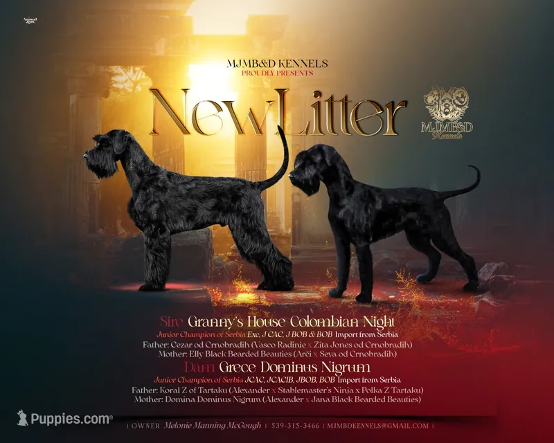 Champion Parents Import