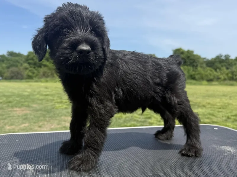 Dejan(Champion Import Parents) – Giant Schnauzer puppy for sale in Locust Grove, OK