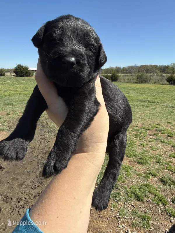 Dejan(Champion Import Parents) – Giant Schnauzer puppy for sale in Locust Grove, OK