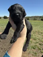 Dejan(Champion Import Parents), a male Giant Schnauzer for sale in Locust Grove, OK – Photo 1 of 3