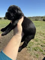 Dejan(Champion Import Parents), a male Giant Schnauzer for sale in Locust Grove, OK – Photo 2 of 3