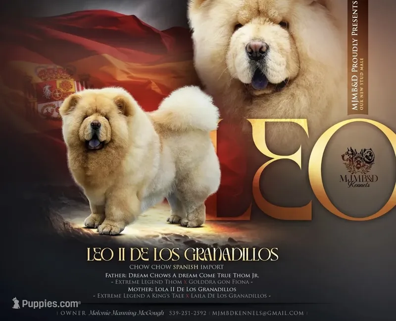 Imported Parents – Chow Chow puppy for sale in Locust Grove, OK