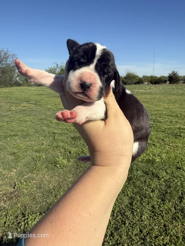 Lucuana(Full euro) – Great Dane puppy for sale in Locust Grove, OK