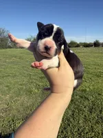 Lucuana(Full euro), a female Great Dane for sale in Locust Grove, OK – 1 of 1