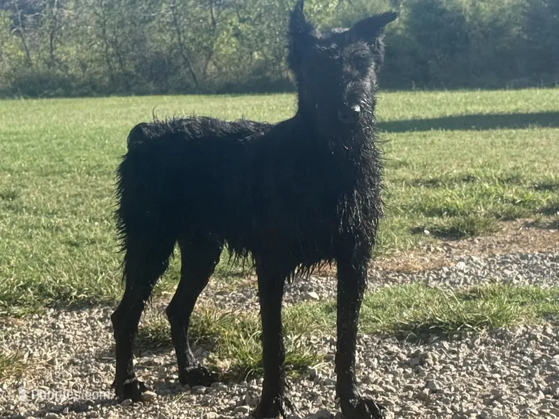 Lydia(black/silver carrier/champion sire) – Giant Schnauzer puppy for sale in Locust Grove, OK