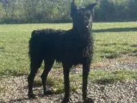 Lydia(black/silver carrier/champion sire), a female Giant Schnauzer for sale in Locust Grove, OK – 1 of 1
