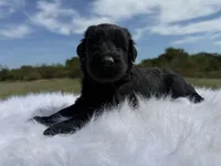 Ronaldo (Top Bloodlines), a male Giant Schnauzer for sale in Locust Grove, OK – 5 of 5