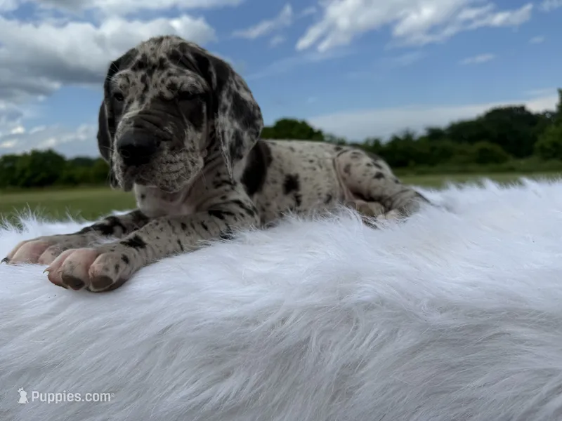 Zeus (Full euro) – Great Dane puppy for sale in Locust Grove, OK