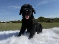 Ronald (Champion Parents), a male Giant Schnauzer for sale in Locust Grove, OK – 2 of 2
