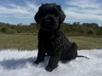 James(champion sire/ w/tail), a male Giant Schnauzer for sale in Locust Grove, OK – 6 of 7