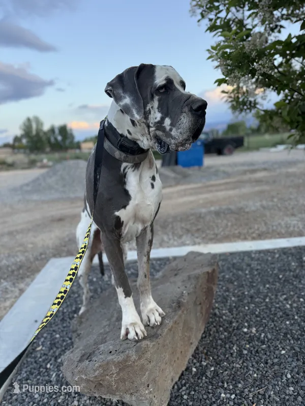 Bagul(Full Euro Single KB )  – Great Dane puppy for sale in Locust Grove, OK