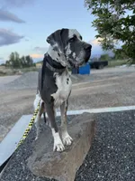 Bagul(Full Euro Single KB ) , a male Great Dane for sale in Locust Grove, OK – 1 of 2