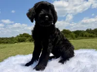 Lydia(Champion Import Parents), a female Giant Schnauzer for sale in Locust Grove, OK – 1 of 2
