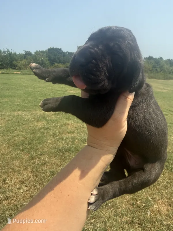 Mia(Full Euro) – Great Dane puppy for sale in Locust Grove, OK