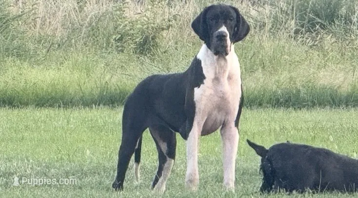 Danny (Full Euro)  – Great Dane puppy for sale in Locust Grove, OK