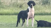 Danny (Full Euro) , a female Great Dane for sale in Locust Grove, OK – 1 of 1