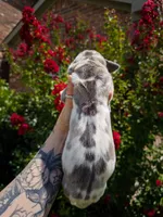 Scarlette(Euro Brindlequin), a female Great Dane for sale in Locust Grove, OK – 2 of 3