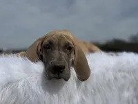 Lyra(Euro blue fawn), a female Great Dane for sale in Locust Grove, OK – Photo 2 of 4