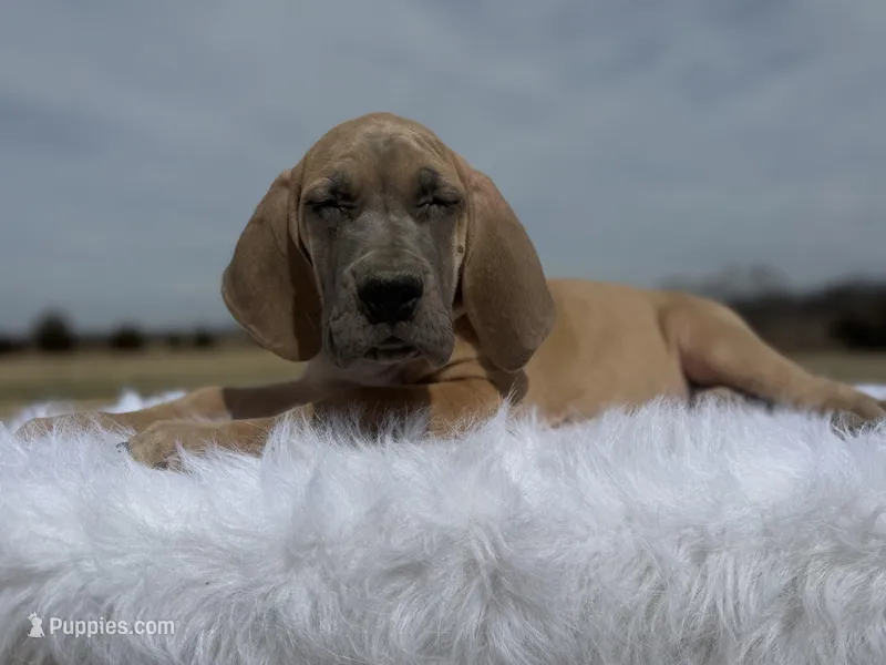 Lyra(Euro blue fawn)