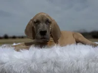 Lyra(Euro blue fawn), a female Great Dane for sale in Locust Grove, OK – Photo 1 of 4