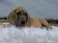 Lyra(Euro blue fawn), a female Great Dane for sale in Locust Grove, OK – Photo 4 of 4