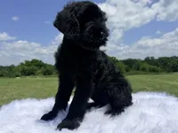 Lydia(Champion Import Parents), a female Giant Schnauzer for sale in Locust Grove, OK – 2 of 2