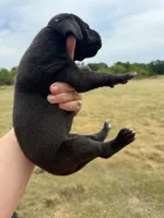Rugar (Full Euro), a male Great Dane for sale in Locust Grove, OK – 4 of 4