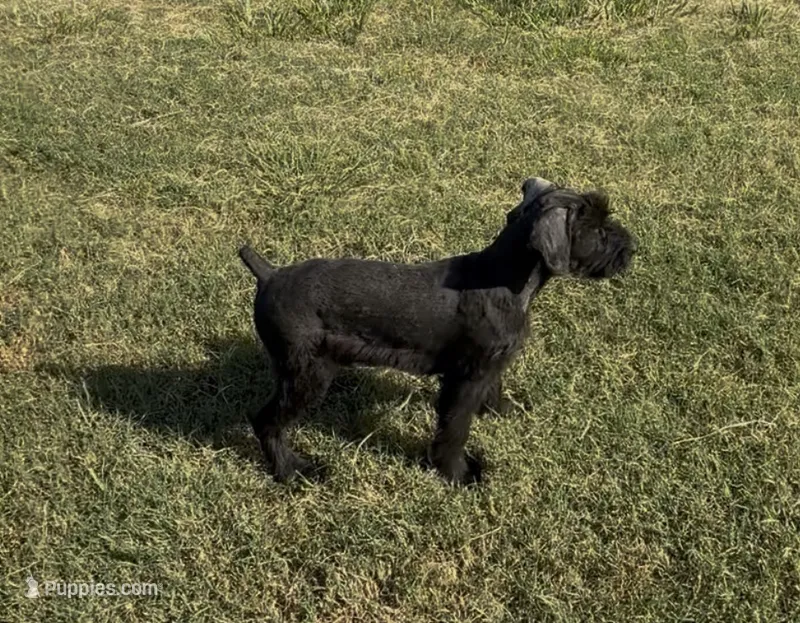 Daria (Champion Import Parents) – Giant Schnauzer puppy for sale in Locust Grove, OK