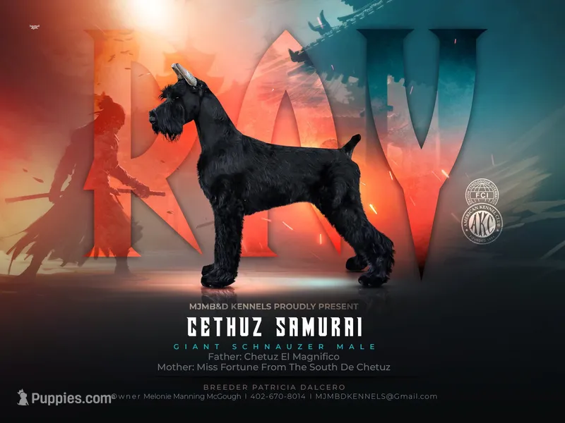 Ronaldo (Top Bloodlines) – Giant Schnauzer puppy for sale in Locust Grove, OK