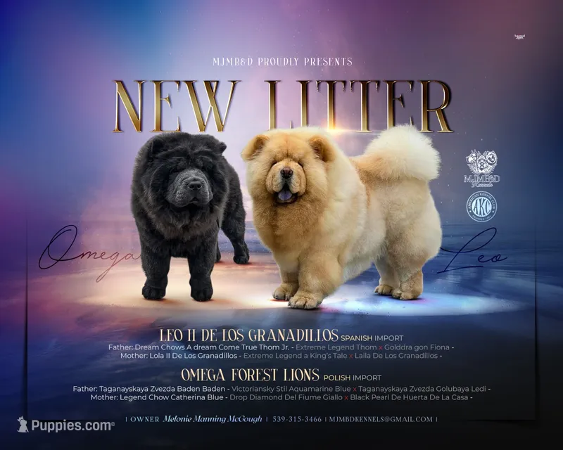 Chow Chow Imports – Chow Chow puppy for sale in Locust Grove, OK