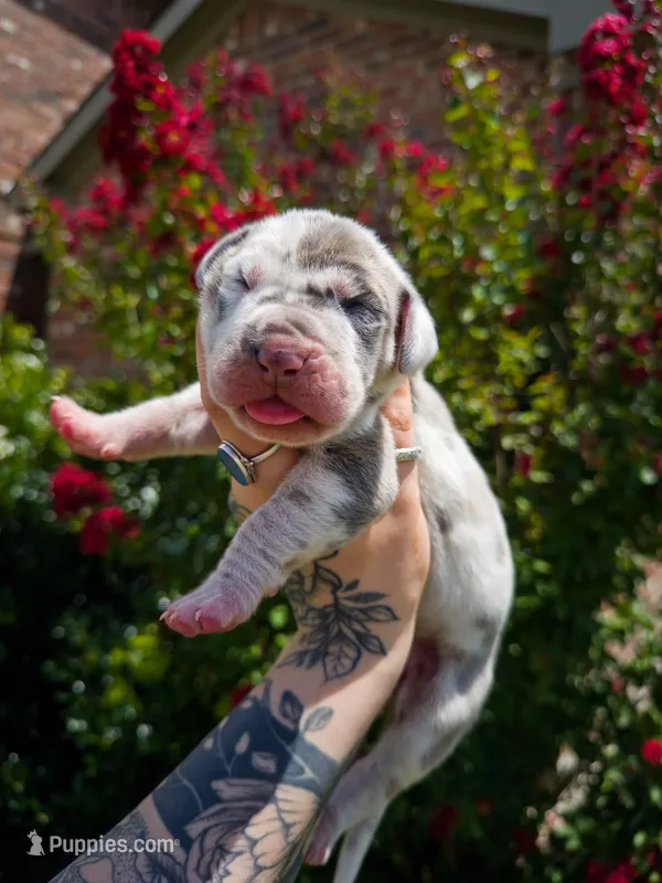 Scarlette(Euro Brindlequin) – Great Dane puppy for sale in Locust Grove, OK