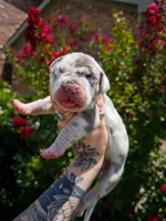 Scarlette(Euro Brindlequin), a female Great Dane for sale in Locust Grove, OK – 1 of 3