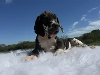Ursula(Euro Harlequin Female), a female Great Dane for sale in Locust Grove, OK – 2 of 2