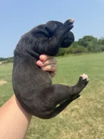 Mia(Full Euro), a female Great Dane for sale in Locust Grove, OK – 2 of 3