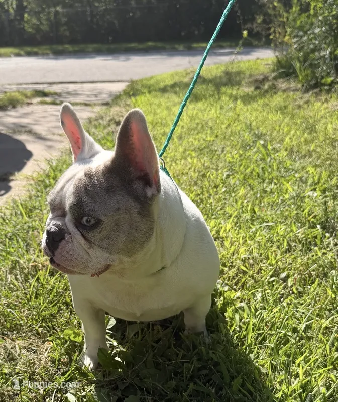 Chyna(Russian Import) – French Bulldog puppy for sale in Locust Grove, OK