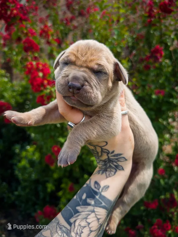 King(Euro Blue Fawn) – Great Dane puppy for sale in Locust Grove, OK