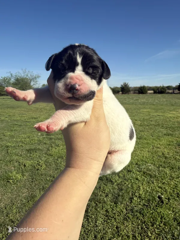 Pie(Full Euro) – Great Dane puppy for sale in Locust Grove, OK