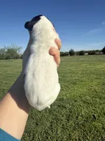 Pie(Full Euro), a female Great Dane for sale in Locust Grove, OK – Photo 2 of 2