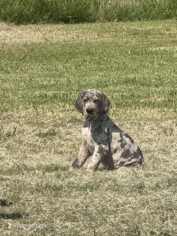 Lyla (Full Euro) – Great Dane puppy for sale in Locust Grove, OK