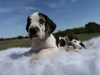 Vincent(Full Euro blue eye harlequin), a male Great Dane for sale in Locust Grove, OK – 5 of 6