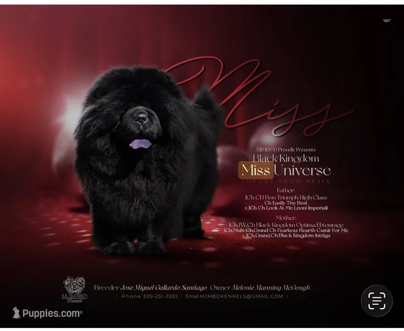 Miss(import) – Chow Chow puppy for sale in Locust Grove, OK