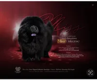 Miss(import), a female Chow Chow for sale in Locust Grove, OK – 1 of 1
