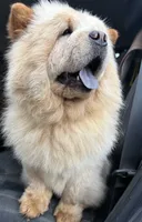 Imported Parents, a  Chow Chow for sale in Locust Grove, OK – 2 of 4