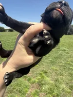 Wendy(Full Euro), a female Great Dane for sale in Locust Grove, OK – Photo 2 of 3