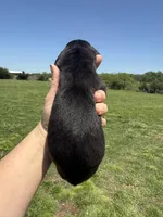 Wendy(Full Euro), a female Great Dane for sale in Locust Grove, OK – Photo 3 of 3